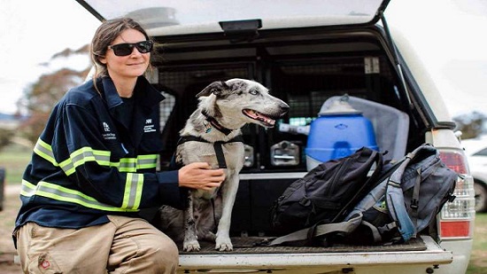 كلب ينقذ 100 دب كوالا من حرائق الغابات فى أستراليا