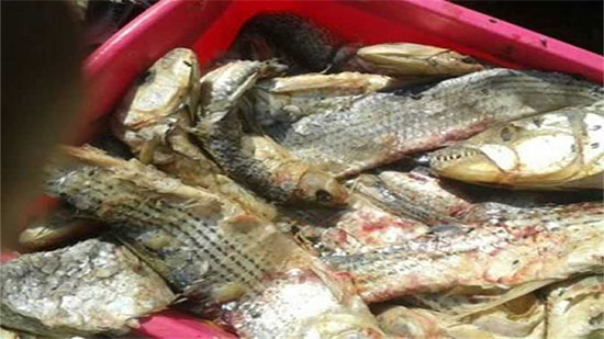 ضبط 10 طن سمك فاسد و21 طن سلع غذائية منتهية الصلاحية قبل طرحها بالأسواق