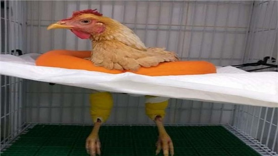 علاج دجاجة بعيادة بيطرية