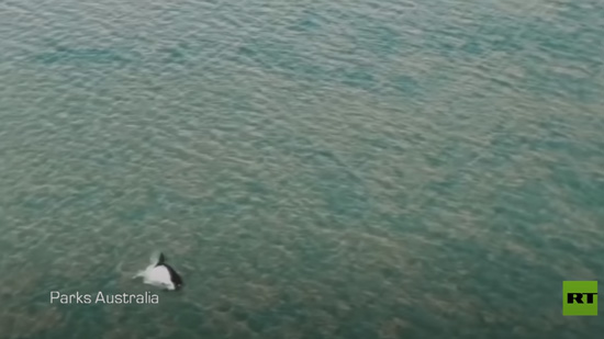  فيديو .. حوت أحدب يعود للبحر من نهر يضج بالتماسيح في أستراليا
