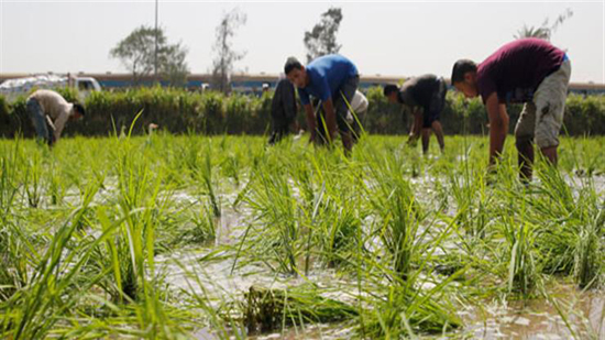 منذ بدء موسم الحصاد: حصاد 204 ألف و 225 فدان أرز بنسبة 86.84 %