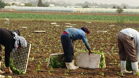 الحكومة تكشف حقيقة فرض ضرائب على المزارعين بمختلف محافظات الجمهورية 