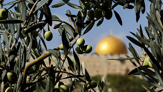مستوطنين يهود يقطعون مئات أشجار الزيتون.. وكنيسة القدس: إرهابا منظما وجريمة نكراء