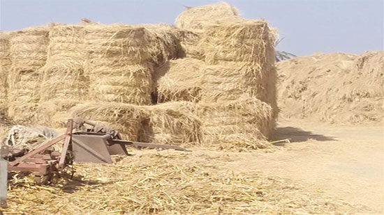 الزراعة: جمع وتدوير أكثر من 1.9 مليون طن قش الأرز 