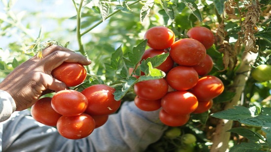 الزراعة تعلن عن طرح عروة الطماطم المبكرة نهاية نوفمبر والكيلو سيصل 3 جنيهات