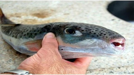«الصحة» تطلق حملة للتوعية بخطورة سمكة «القراض»