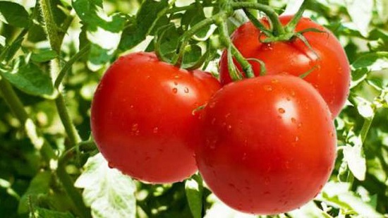 رئيس شعبة الخضر: طرح الطماطم بأسعار مخفضة في الأسواق من اليوم