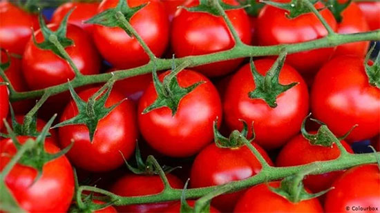 شعبة الخضروات والفاكهة: أسعار الطماطم تنخفض أكثر من 30%
