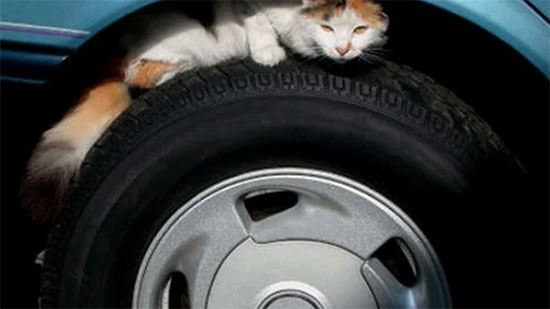 
خلى بالك وأنقذهم.. أماكن اختباء القطط داخل السيارات
