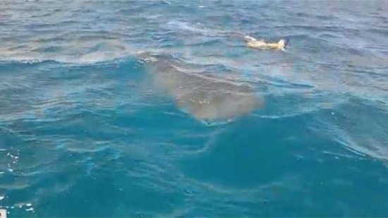 هجوم جديد لأسماك القرش على سائحة بمرسى علم