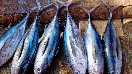 الإحصاء: 18.7% واردت مصر من أسماك التونة خلال عام
