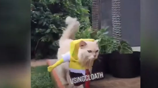 فيديو .. اندونيسي يصمم أزياء مثيرة للقطط