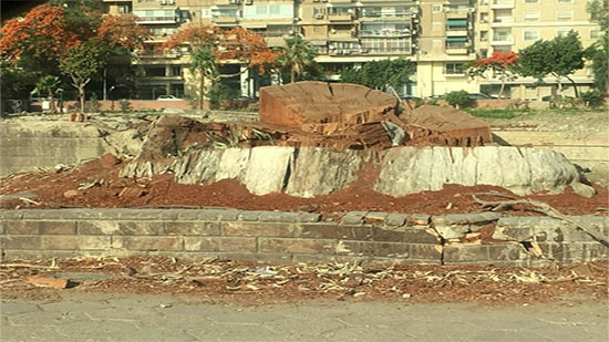 الجيزة عن إزالة أشجار الكافور بكورنيش النيل: متهالكة وسقطت على سيارات المواطنين