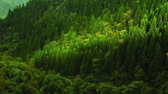 الغابات الاستوائية المطيرة