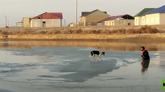 فيديو .. إنقاذ كلب عالق على جليد عائم في أوزبكستان