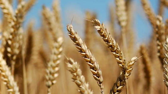 هل تتأثر موازنة مصر بزيادة أسعار القمح والزيوت عالميًا؟