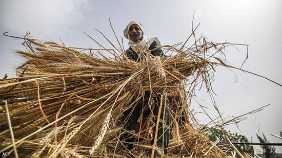 مصر تكشف مساحة الأراضي المزروعة بالقمح
