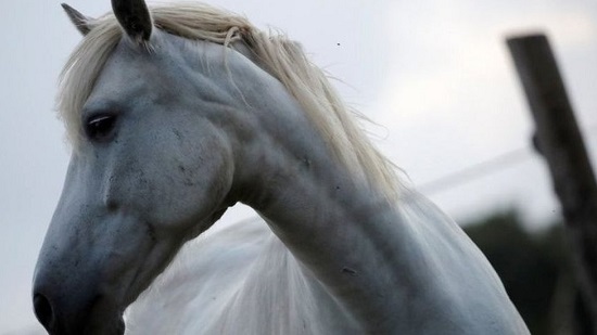 عشرات الثدييات قد تصاب بكورونا منها الخيول والدلافين