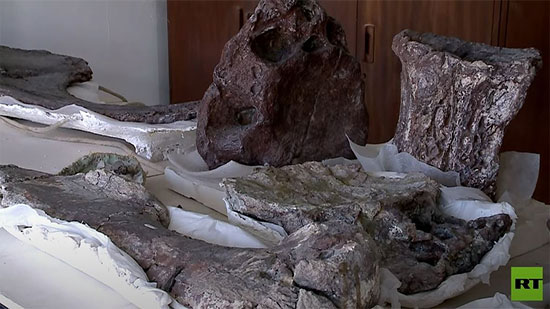 فيديو .. اكتشاف أقدم أحفورة 