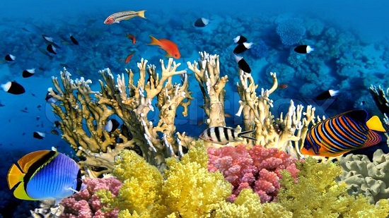 تقرير يحذر: 99٪ من الحاجز المرجانى معرض لخطر التلاشى بحلول 2025
