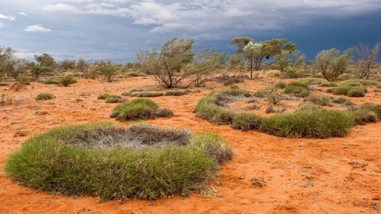  الشكل الحلقي الغامض للنباتات في الحقول الصحراوية الأسترالية