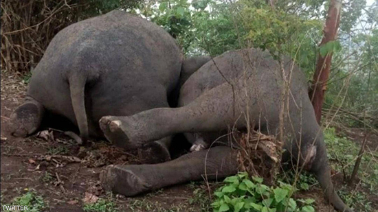 مأساة تفطر القلب: صاعقة برق تقتل 18 فيلا في ثوان