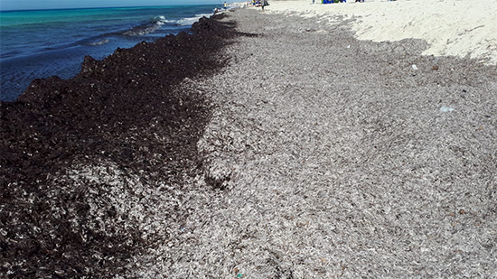 البيئة تكشف حقيقة ظهور بقع تلوث زيتية بأحد شواطئ الساحل الشمالي