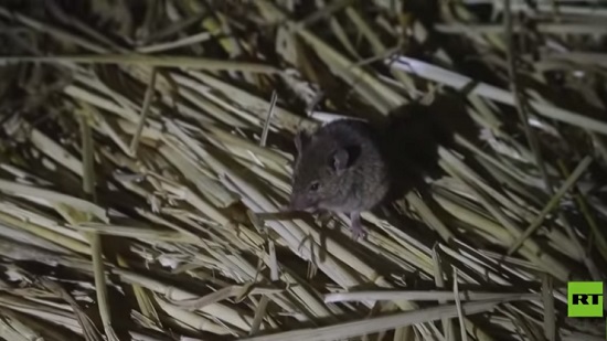  فيديو .. ملايين الفئران تغزو المنازل في استراليا 