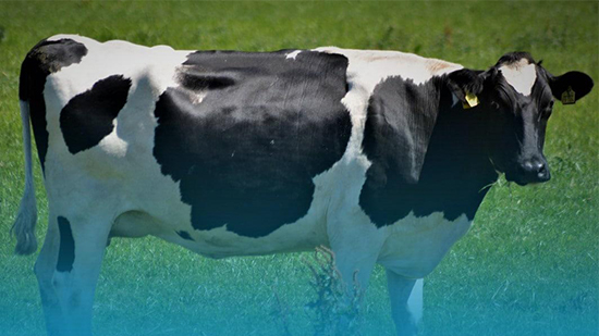 تل أبيب : البقرة الإسرائيلية الأولى في العالم في إدرار الحليب 