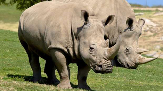 حيوان وحيد القرن.. كل ما تريد معرفته عن كائن مهدد بالانقراض بسبب البشر