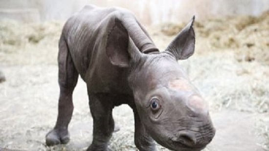 جهود حمايته من الانقراض لا تتوقف.. ولادة وحيد القرن الأبيض بحديقة أمريكية
