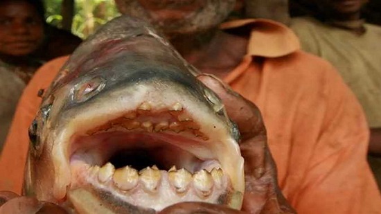 تتغذى على الأعضاء التناسلية للبشر.. علماء البيئة يحذرون السباحين من سمكة ألبيرانا