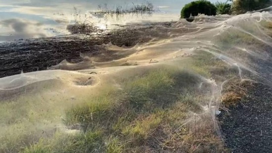 شباك عنكبوتية ضخمة تغطى مراعى أسترالية بعد فيضانات