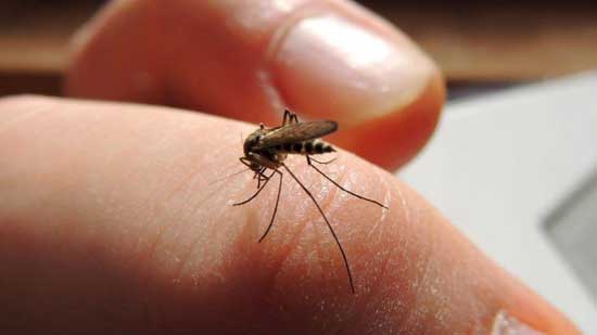 6 علاجات منزلية تساعد فى التعافى من لدغات الحشرات
