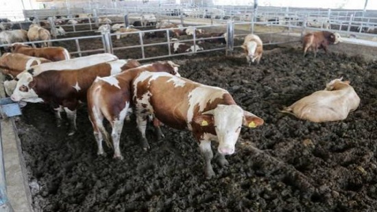  الزراعة: استيراد 666 ألف رأس ماشية و6500 طن من اللحوم استعدادًا لعيد الأضح