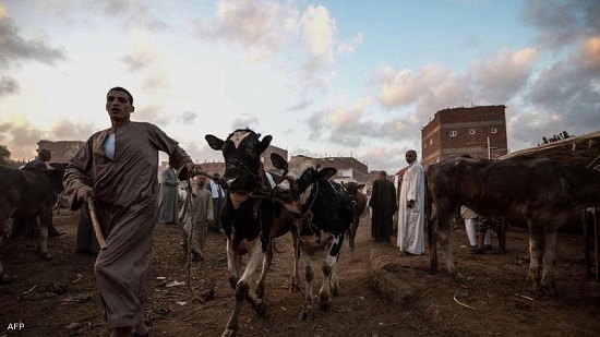 الوباء يؤدي إلى نفوق أعداد كبيرة من رؤوس الماشية