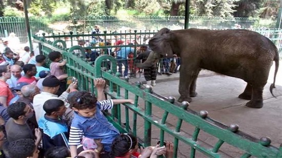 رئيس حدائق الحيوان: مفاوضات لاستقدام 