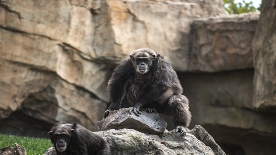 رصد الشمبانزي يقتل ويلتهم رضيع الغوريلا في إفريقيا لأول مرة على الإطلاق!