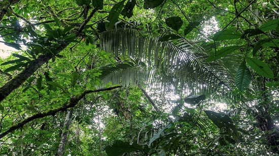 غابات الأمازون