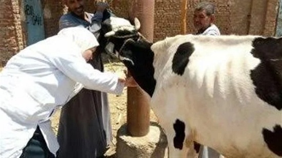  قوافل بيطرية لعلاج وتحصين الماشية 