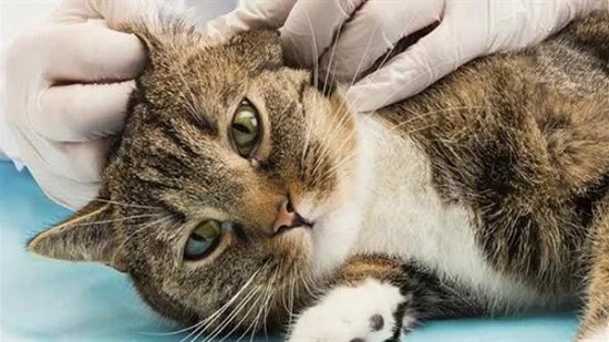 «الزراعة» تحذر من مرض يصيب القطط: توجهوا للدكتور فورا