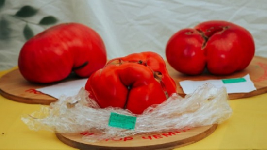 بسبب حجمها.. ثمرة طماطم تتخطى الرقم القياسى فى مهرجان بـ مينوسينسك