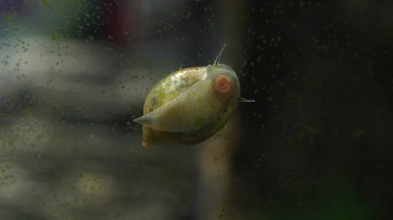 سمكة صغيرة تحت مجهر العلماء تكشف عن نوع جديد 