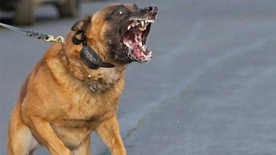 احذر.. الحبس 3 سنوات عقوبة حيازة الكلاب «الخطرة» دون ترخيص