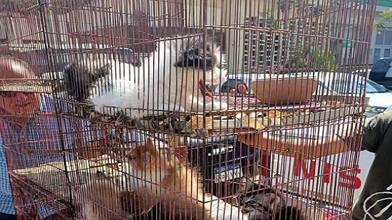  حملة مكبرة على سوق الجمعة وضبط عصافير نادرة وقطط وكلاب وتسلمها لحديقة الحيوان | صور