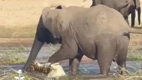 هدد صغيرها.. فيديو لأنثى فيل تسحق تمساحا حتى الموت
