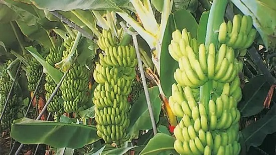  الزراعة تنفي استيراد شحنات فاسدة من فاكهة الموز