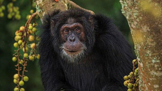 تُظهر الأبحاث أن قلة الحركة هي السبب الرئيسي في ضعف الشمبانزي.