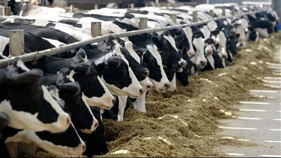 «الزراعة» تكشف أسباب انتقال حمى «الكيو» بين الماشية