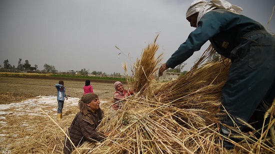 مصر تستهلك 18 مليون طن من القمح سنويا.